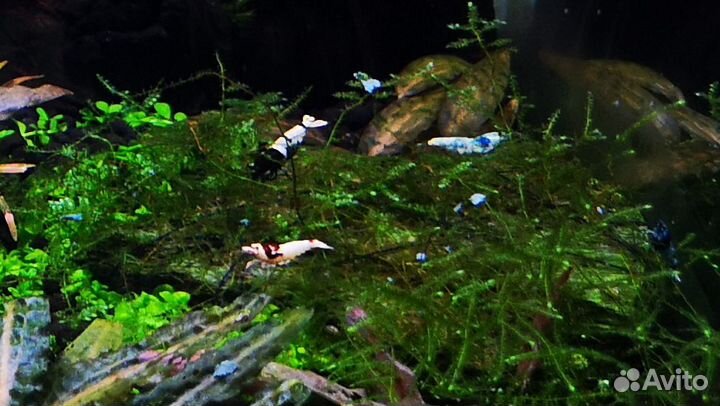 Креветки Taiwan Bee разные. pH метр электронный