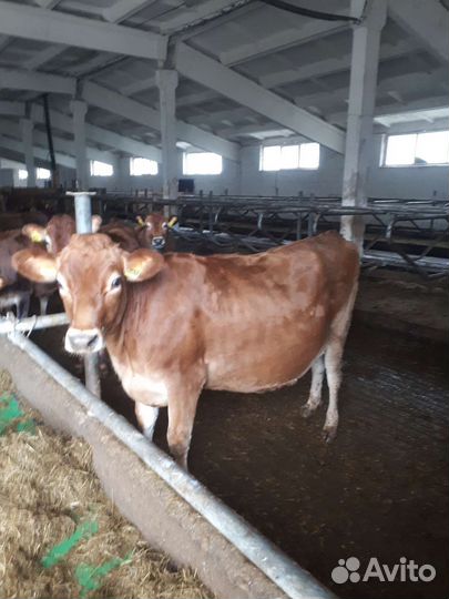 Нетели Джерси