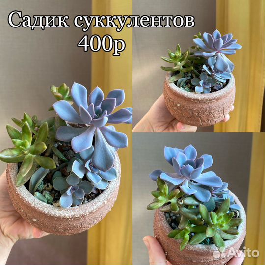 Алоказия, санса, сциндапсус