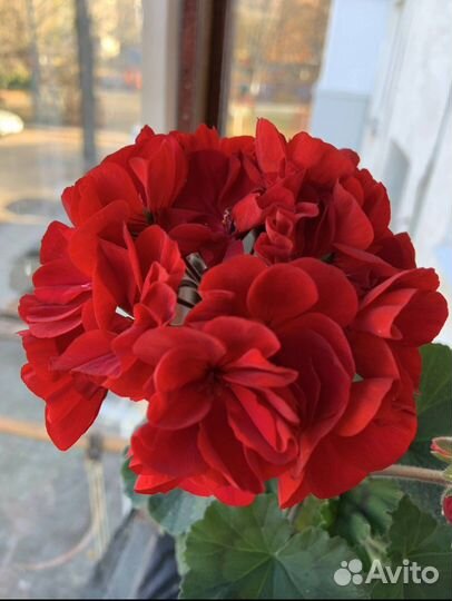 Пеларгонии