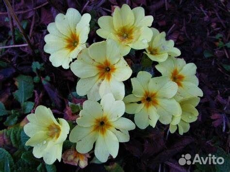 Цветы примула