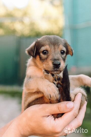 Щенки в добрые руки