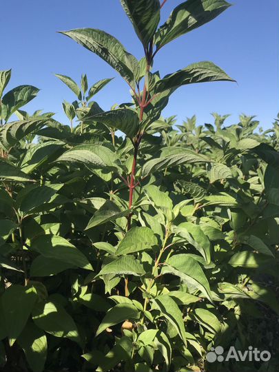 Саженцы Дёрен, Барбарис и другие