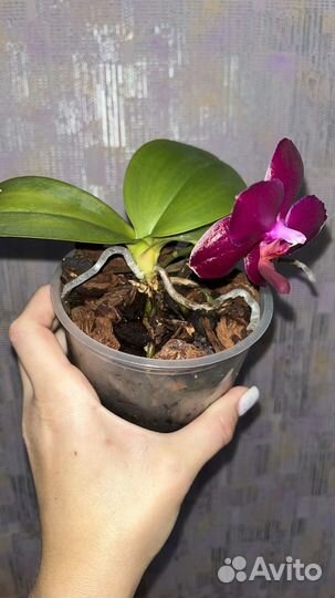 Фаленопсис Sogo Relex