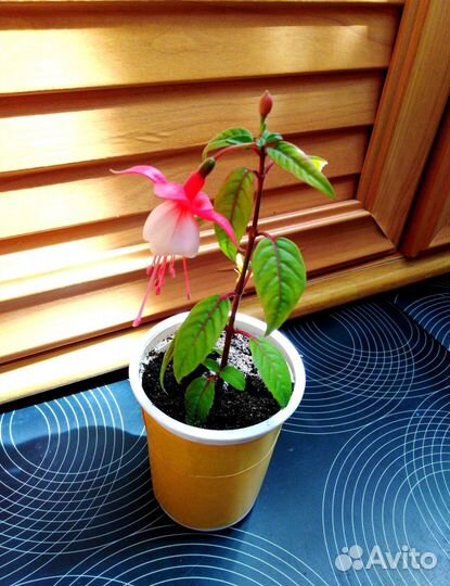 Ростки цветка-Фуксии и (другие цветы)