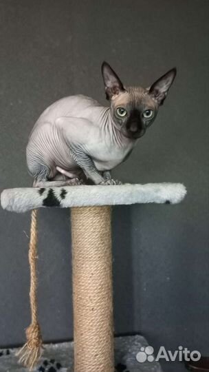 Канадский сфинкс вязка