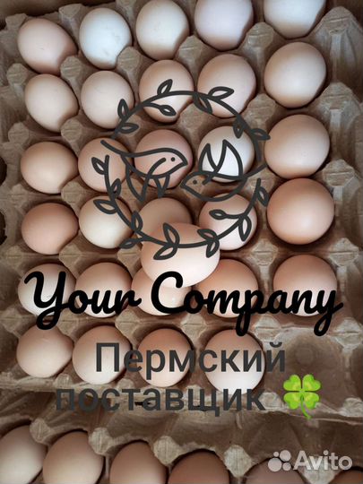 Инкубационное яйцо бройлера. Цыплята