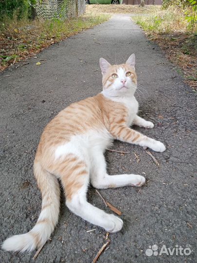 Котик в добрые руки