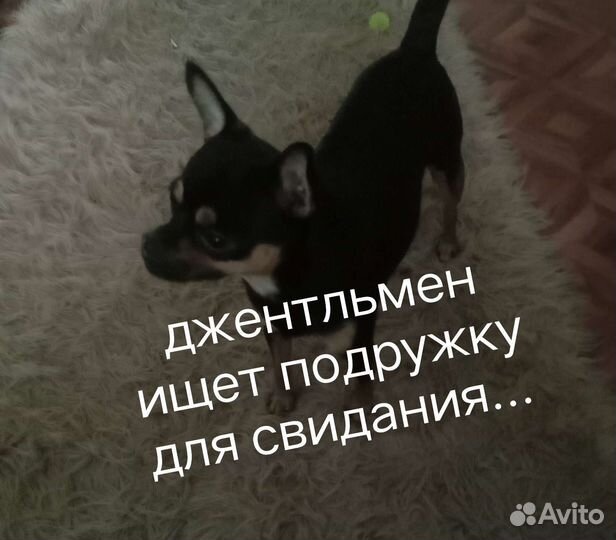 Вязка чихуахуа