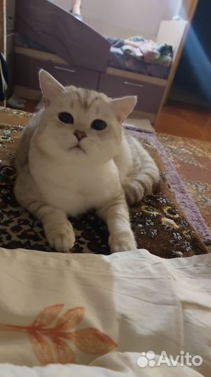 Шотландский кот на вязку