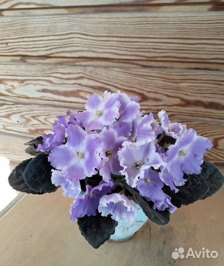 Фиалки, тидея