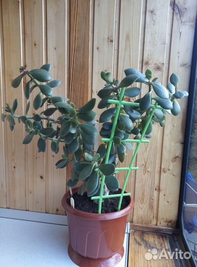 Крассула толстянка