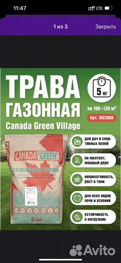 Семена газонной травы