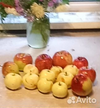 Груши, яблоки
