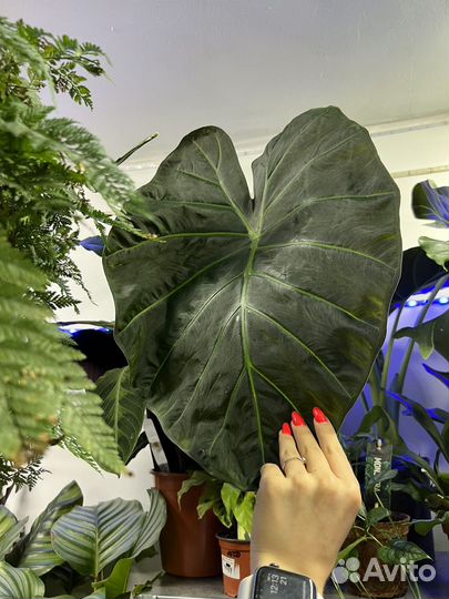 Алоказия Регал Шилдс Крупномер