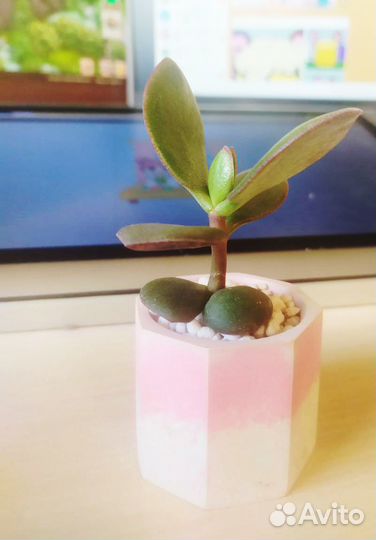 Крассула Овата