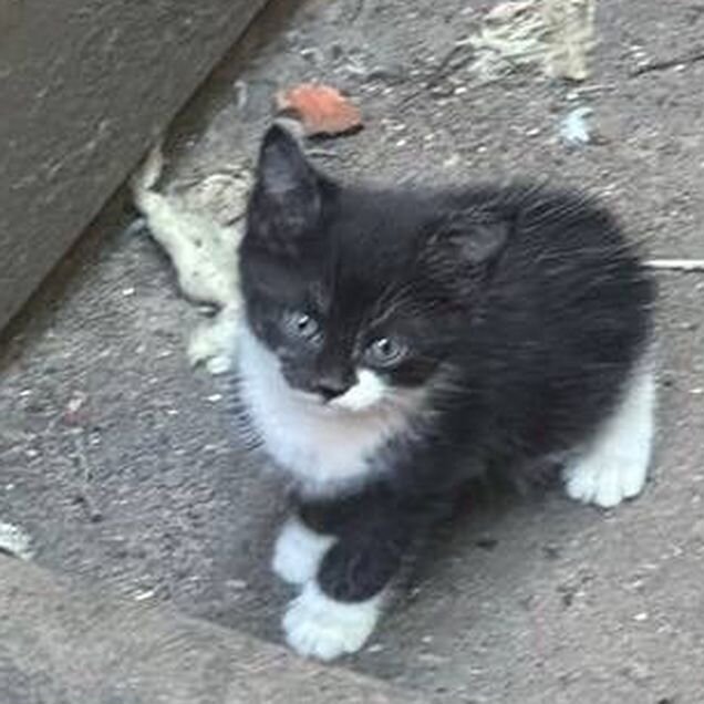 Котёнок в добрые руки