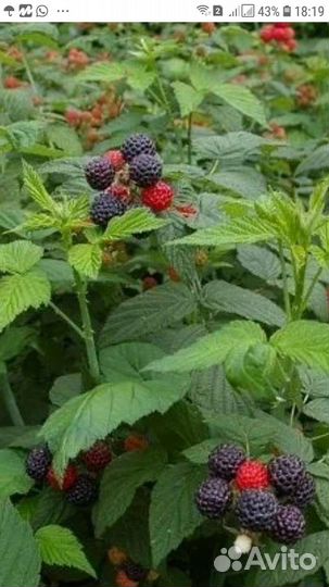 Саженцы черной малины