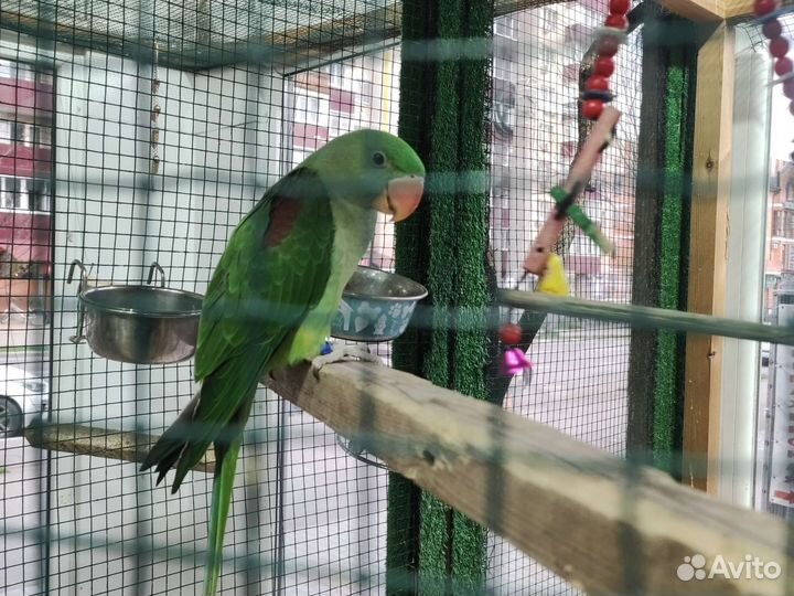 Александрийский попугай ручной птенец