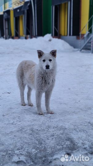 Собака в добрые руки