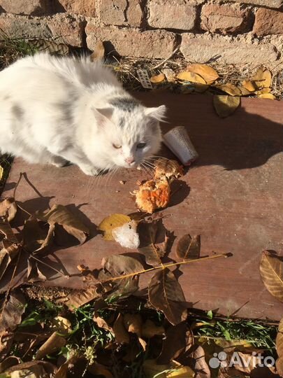 Котики бесплатно