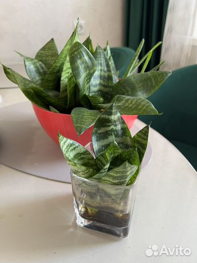 Сансевиерия