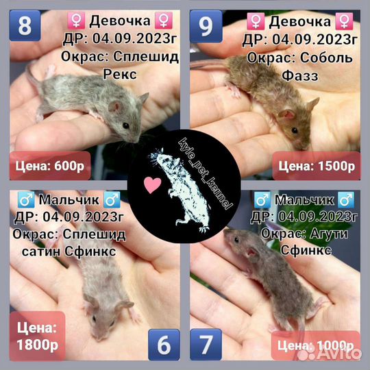 Декоративные сатиновые мышки, кучерявые, сфинкс