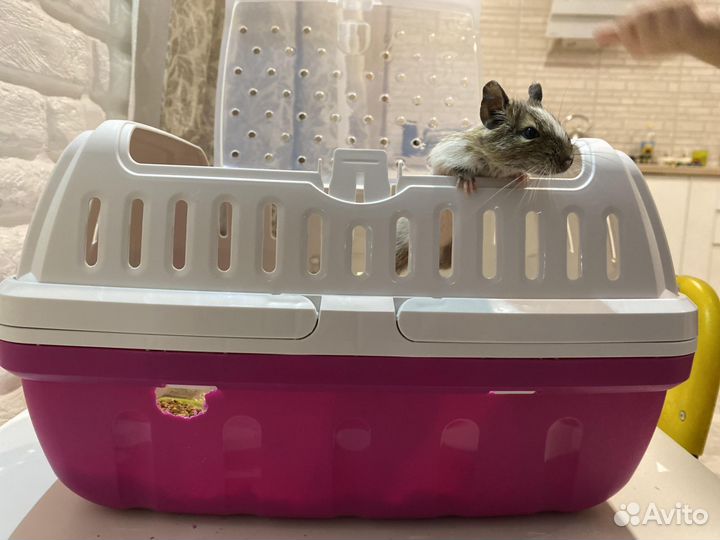 Сумка переноска для животных