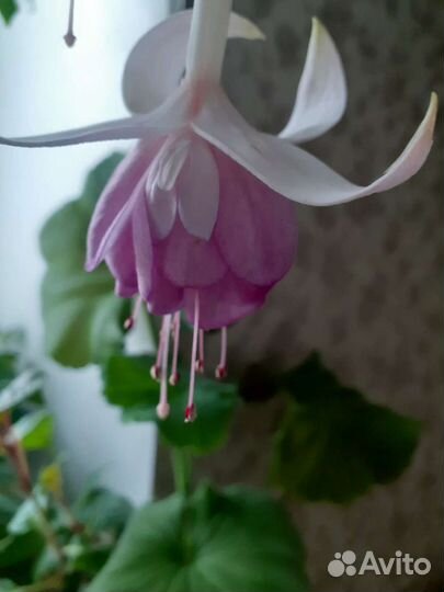 Укорененные отростки фуксии