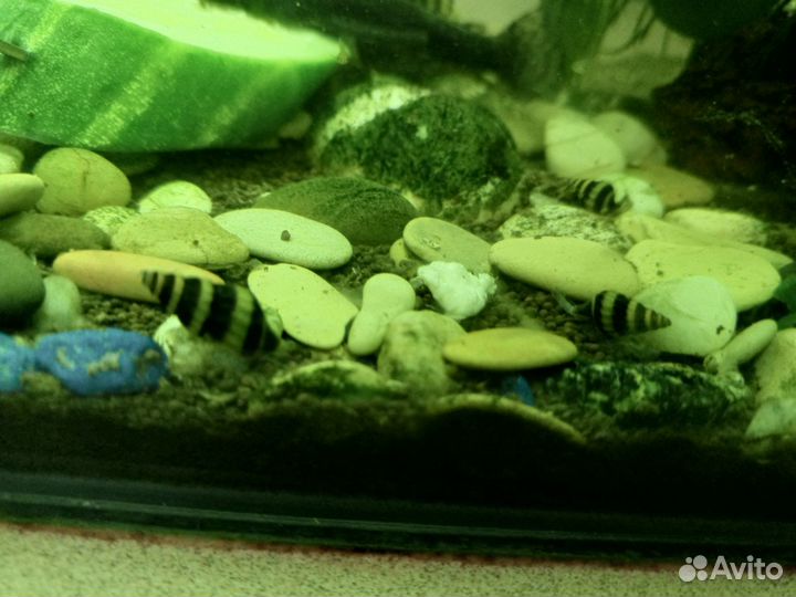 Улитки хилена