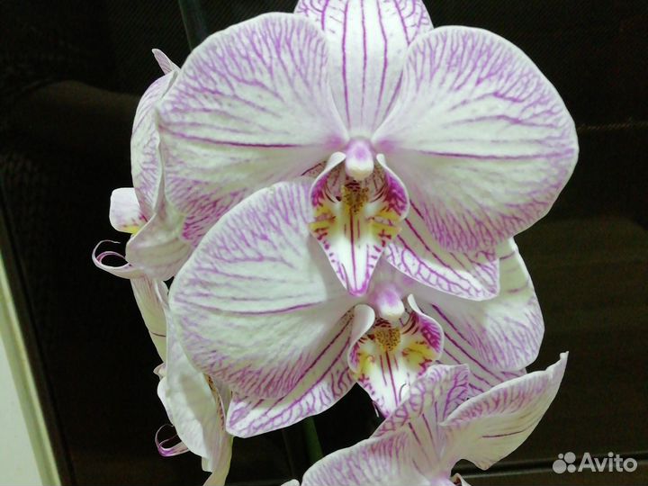Орхидея тропик пикоти