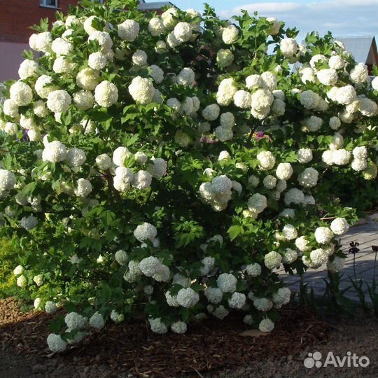 Калина бульдонеж (снежный шар)