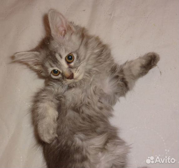 Серая кошка