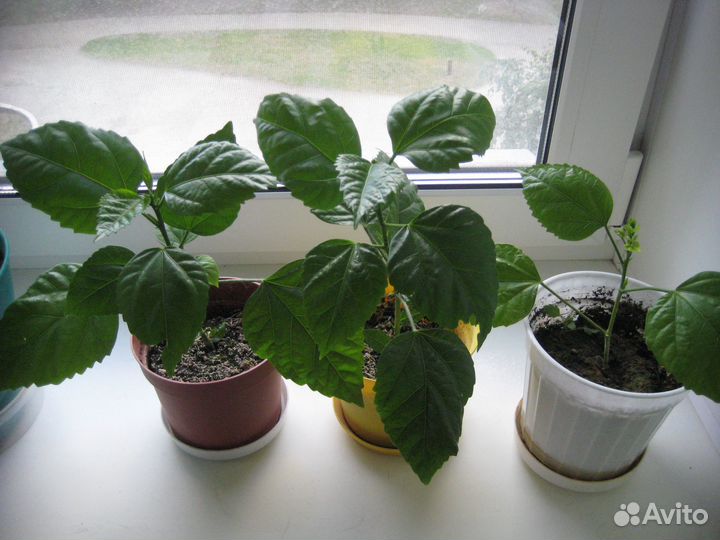 Комнатные цветы