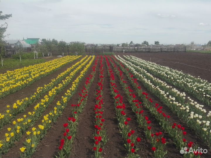 Луковицы тюльпанов