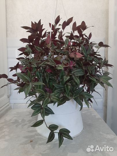 Традесканция в подвесном кашпо