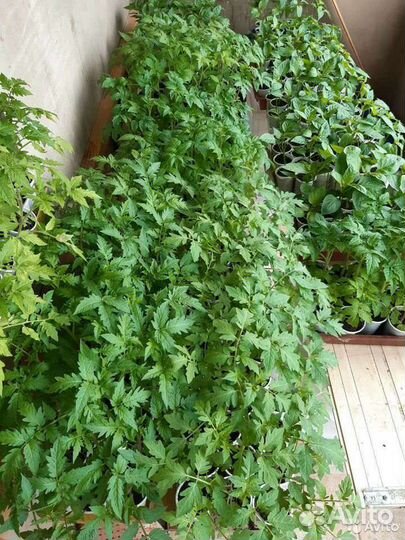 Рассада помидор,перца