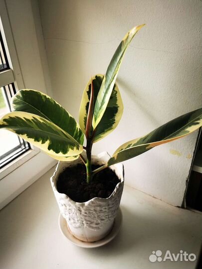 Фикус эластика тинеке