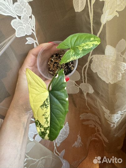 Филодендрон доместикум и другие