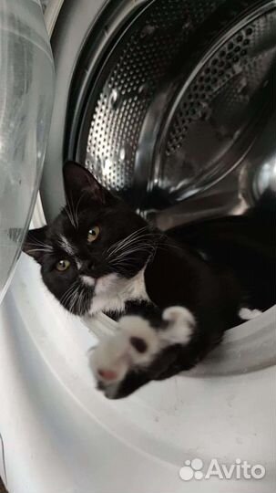 Кот ласковый