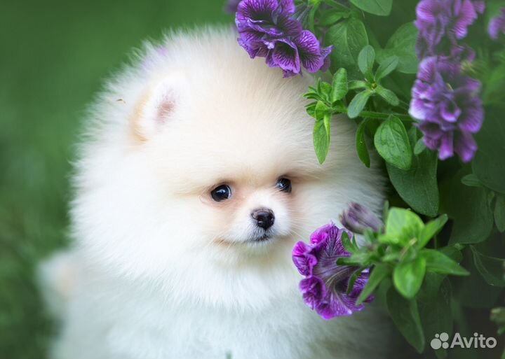 Девочки и мальчики мишки