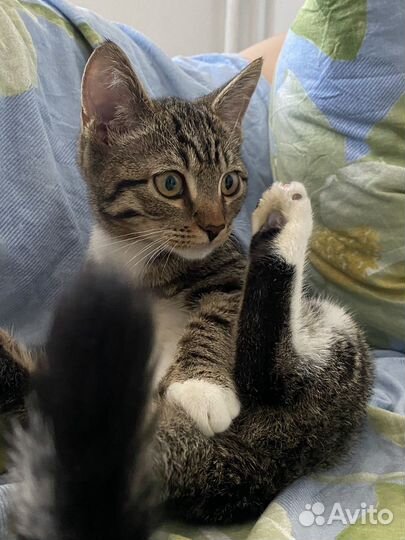 Нашли котенка