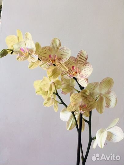 Орхидея фаленопсис цветущая