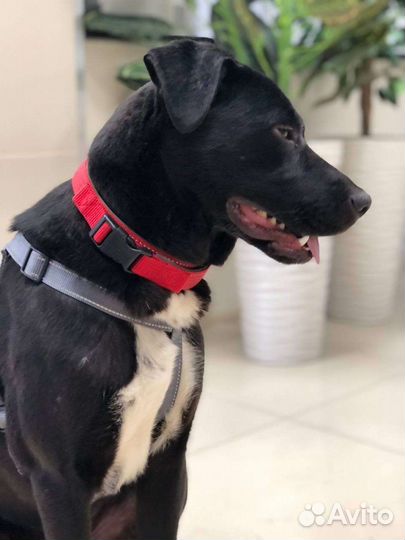 Жизнерадостный пёс из приюта ищет семью