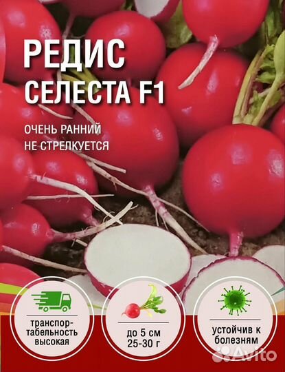 Рассада помидор и перцев, овощи, Петуния, огурцы