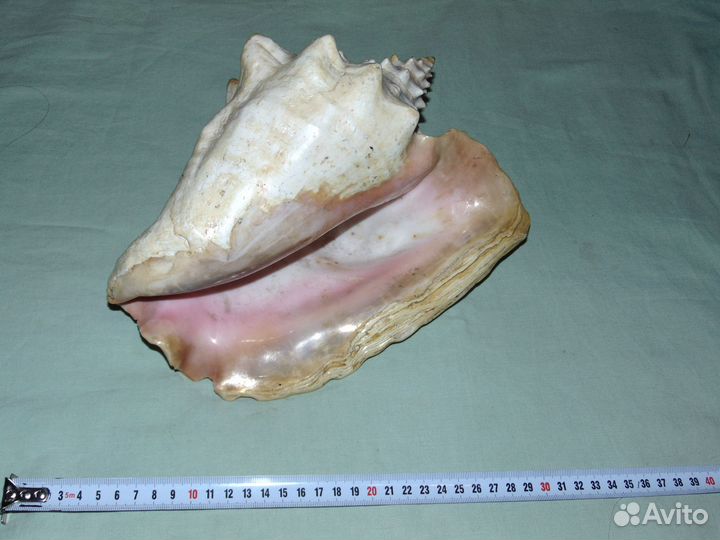 Большая океанская ракушка