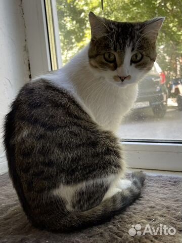 Кошка стерилизованая в добрые руки