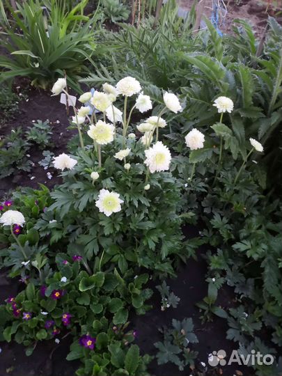 Многолетние садовые цветы