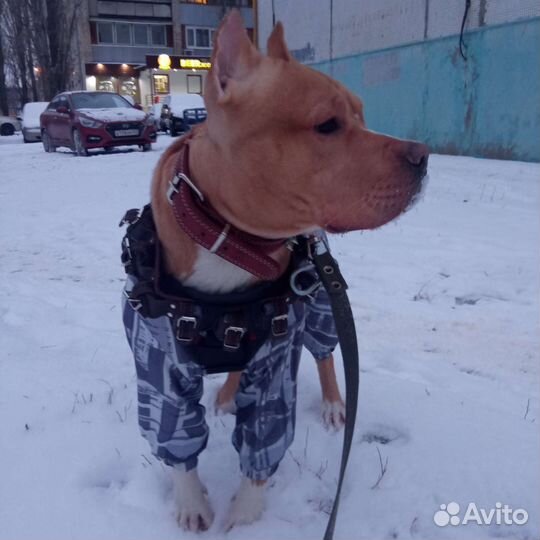 Американский питбультерьер. Вязка