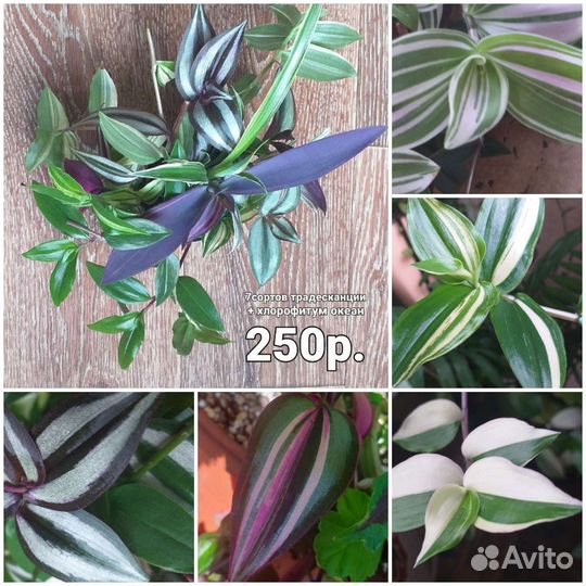 Комнатные меняю на садовые или продам